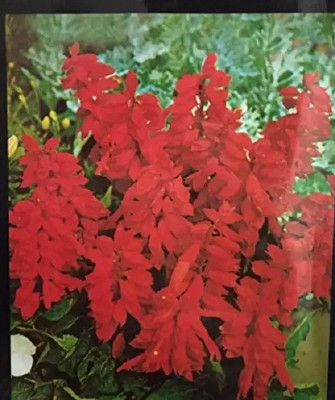 MAA Salvia Seed(75 per packet)