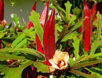 Mozette Hybrid Okra Red Seed(50 per packet)
