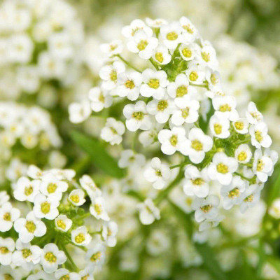 VINGTON Alyssum-Flower Seed(50 per packet)