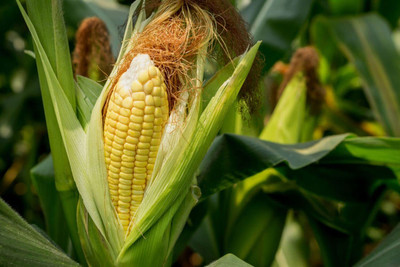 WILLVINE SYN -VIII F1 Hybrid HQPM-2023 Sweet Corn -[100g] Seed(400 per packet)