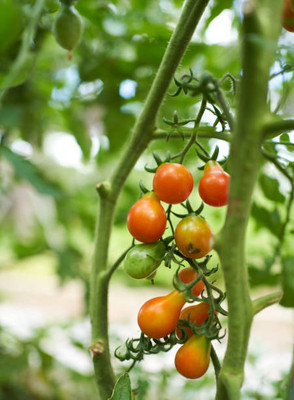 KDA tomato Seed(70 per packet)