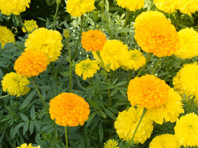 API marigold/gende ka phool flower seeds Seed(50 per packet)