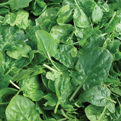 Qualtivate RES-7A Double Choice Spinach Seeds Seed(300 per packet)