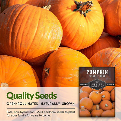 VibeX ® XXL-498 Small Sugar Pumpkin Seeds Seed(50 per packet)