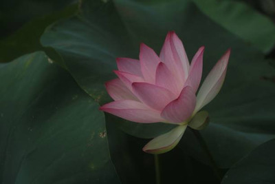 MAA lotus,kamal seeds Seed(5 per packet)
