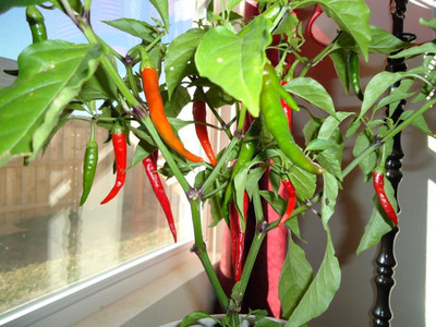 WILLVINE Chilli Pepper High Yield Green long Variety-[300 Seeds] Seed(300 per packet)