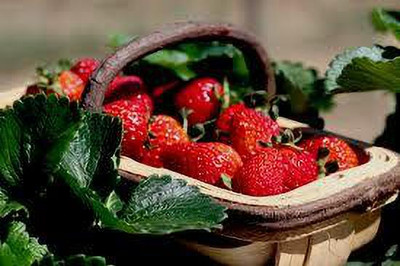 XOLDAA F1 best quality hybrid strawberry Seed(95 per packet)