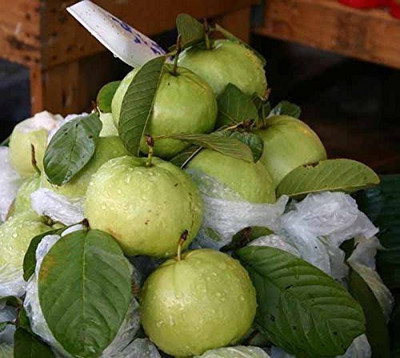MAA Guava Seed(80 per packet)