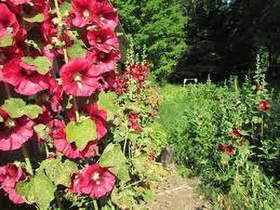 Seedsqlty Hollyhock flower seeds all colour Seed(30 per packet)
