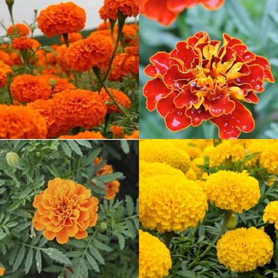 ibains Marigold mix seeds 23 Seed(23 per packet)