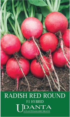 Udanta Radish Red Round F1 Hybrid Seeds For All Season - 30-40 Seeds Pack Seed(1 per packet)