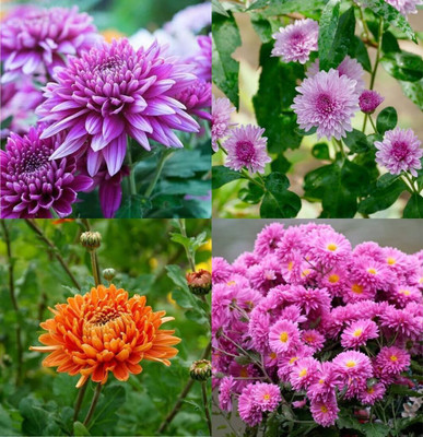 ibains Ugaoo chrysanthemum seeds beez 23 Seed(23 per packet)