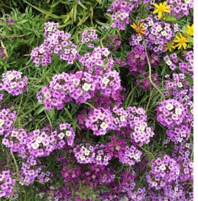 Greenfall Alyssum Seed Collection - 80 Seeds for Flourishing Blooms Seed(80 per packet)