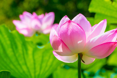 Lappyworld lotus,kamal gatta Seed(15 per packet)