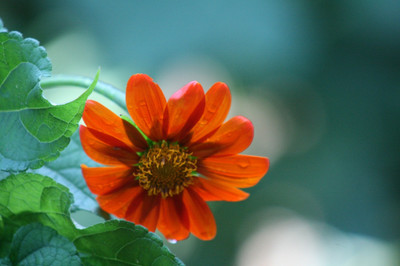 MWHY Tithonia-Flower Seeds Seed(25 per packet)