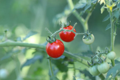 JasBerk tomato Seed(145 per packet)