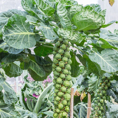 WILLVINE MAH -X Heirloom Brussels Sprouts Seeds [10g] Seed(3000 per packet)