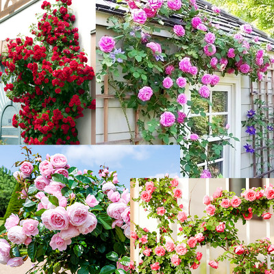 N.G.M. AGROCARE Imported Hybrid Climbing Rose Flower Mix SeedsYear-Round Blooms Seed(110 per packet)