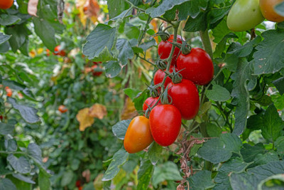 nizex tomato Seed(135 per packet)