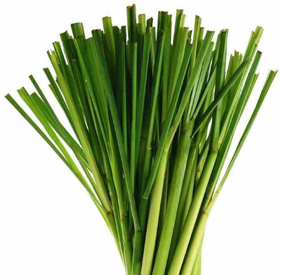 Quentova Lemon Grass Herbs seeds for home garden-XLR-4P Seed(75 per packet)
