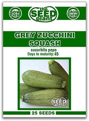 VibeX TLX-7 - Grey Zucchini Squash - (75 Seeds) Seed(75 per packet)