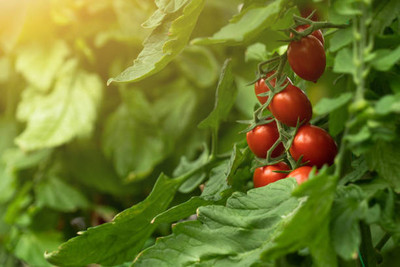 RDK tomato Seed(140 per packet)