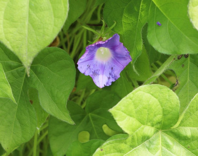 CEZIUS High Germination Ipomoea purpurea 'Night' Seed(25 per packet)