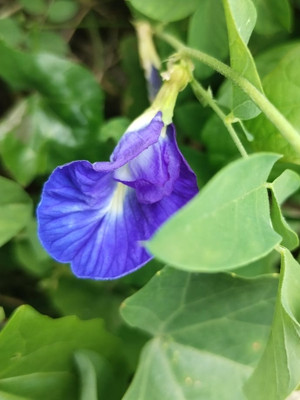 Dasstore Aparajita flower seed mixer colour (15+ par package) Seed(15 per packet)