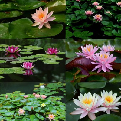 CYBEXIS HUA-65 - Water Bowl Aquarium Lotus - (270 Seeds) Seed(270 per packet)