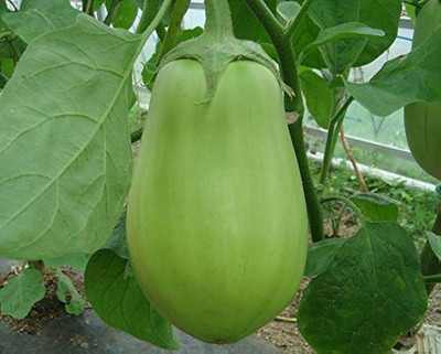 BDSresolve Sarpan seeds f1 brinjal Pack of 63 Seed(63 per packet)