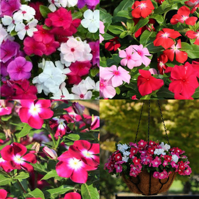 ibains vinca seeds mix colour bij 20 Seed(20 per packet)