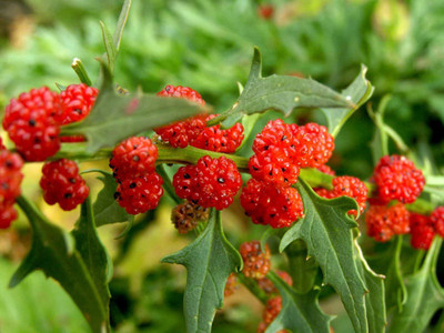 VibeX PUAS-26 - Strawberry Spinach Blite Giant - (2250 Seeds) Seed(2250 per packet)