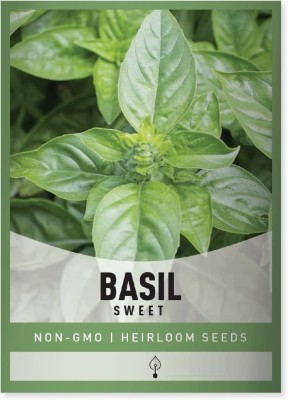 VibeX GBPUT-27 - Genovese Sweet Large Leaf Basil - (13500 Seeds) Seed(13500 per packet)