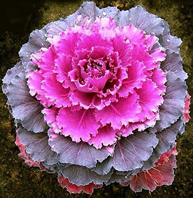 WILLVINE SCI -IV Flowering Kale Large Leaf Mix Ornamental Cabbage [5g] Seed(1500 per packet)