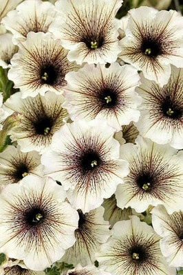 CYBEXIS White & Black Petunia Flowers Garden Planting Perennial Seed(1 g)