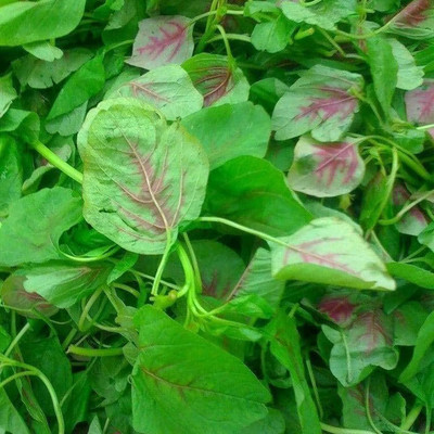 KNESSiN Amaranth Red Stripe Leaf Seed(1250 per packet)