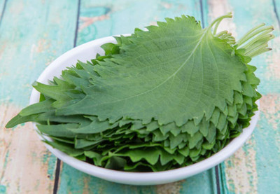 VibeX LX-30 - Green Shiso Perilla - (2250 Seeds) Seed(2250 per packet)