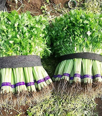 Qualtivate HUA-115 Celery Smallage Seeds Seed(500 per packet)
