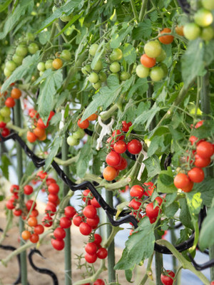 PETBUDDIES WORLD tomato Seed(120 per packet)
