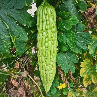 CYBEXIS HUA-65 - Bitter Melon Gourd -Balsam Pear - (300 Seeds) Seed(300 per packet)