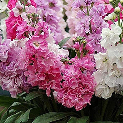 Lorvox Deep Rose Ten Week Dwarf Stocks (Matthiola Icana) Seed(30 per packet)