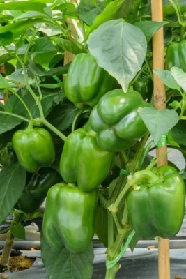 VASUDHA Capsicum Green Bell Pepper Seed(500 per packet)