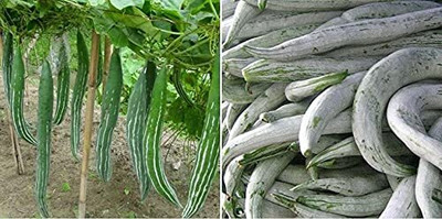 Qualtivate RES-5A Open Pollinated Snake Gourd Seeds Seed(25 per packet)