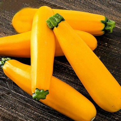CYBEXIS Hybrid Zucchini Seeds Bright Yellow Color 100 Seeds Seed(100 per packet)