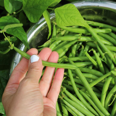 Aywal F1 Hybrid Beans Dwarf French Seed(19 per packet)