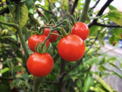 PAIDAVAAR tomato Seed(70 per packet)