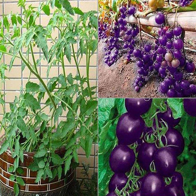 CYBEXIS Heirloom Purple Cherry Tomato Seeds2000 Seeds Seed(2000 per packet)