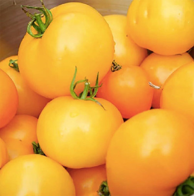 KNESSiN Heirloom Golden Jubilee Tomato Seeds For Kitchen Gardening - (2000 Seeds) Seed(2000 per packet)