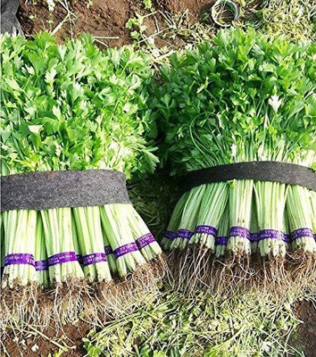 CYBEXIS NBIR-93 - Celery Smallage - (250 Seeds) Seed(250 per packet)