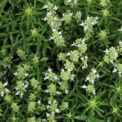 Qualtivate PAU-15 Dwarf Fine Bush Basil Minette Seed(1000 per packet)